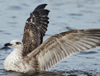 1cy fuscus in August, ringed in Finland. (81365 bytes)